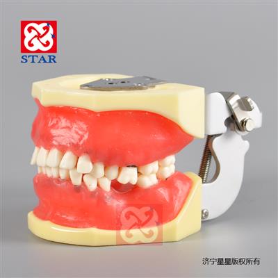 牙周病實(shí)習(xí)模型M4027